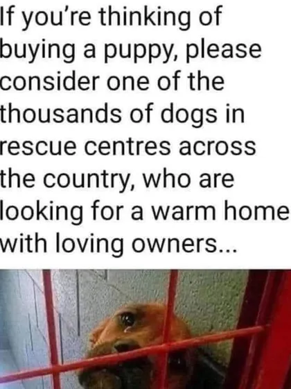 If you're thinking of buying a puppy, please consider one of the thousands in rescue centers looking for a warm home. Stop supporting the cruelty of breeders.