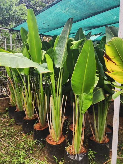 Delhi Gardner - Full-Service Landscaping Tropical Garden & Themed Designs photo 9