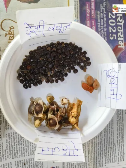 A plate showing the different types of native seeds used in our seed ball activity, including Desi Babul and others. We always prioritize local species.