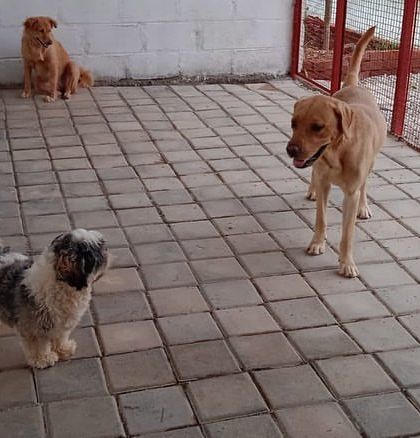 Wiggle Waggle - Dog Boarding & Daycare Chilling & Making Friends photo 3