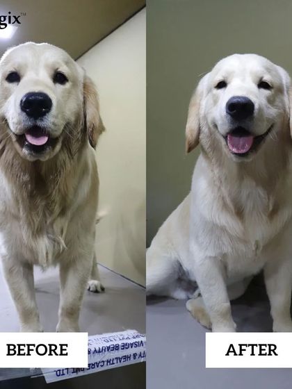 A happy customer's heartfelt appreciation. This Golden Retriever's before and after shows the quality of our grooming services.