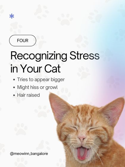 Meow Inn - Cat Hotel & Boarding Your Guide to Feline Wellness photo 12