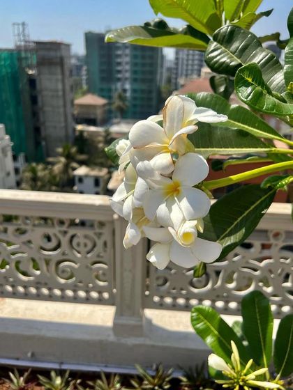 Seafront & Rooftop Gardens photo 4