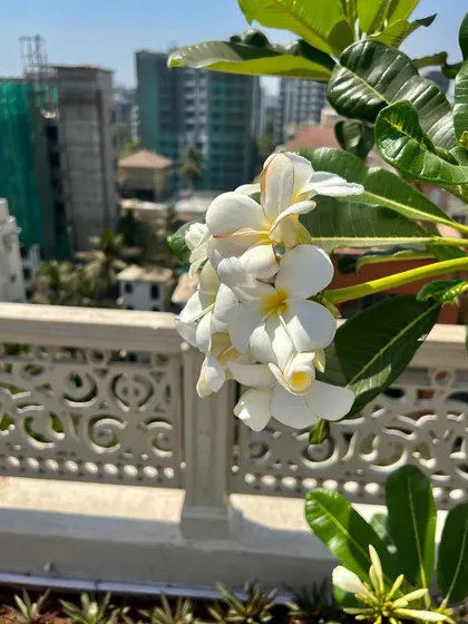 A close-up of white Frangipani flowers with the city skyline in the background. This demonstrates how we can bring delicate, beautiful nature to even the most urban rooftop settings through careful plant selection and care.