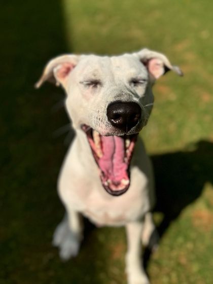 The many moods of Cheri-pie: the big yawn.