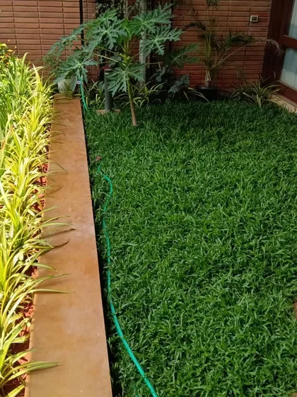 A healthy, dense lawn next to a border of vibrant green plants, with a hose ready for watering.