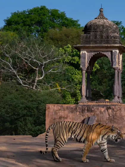 A tiger walks past the iconic "Khemcha Kund" in Ranthambhore. This is where history meets the wild. I guide you to capture not just the animal, but its kingdom, creating a frame that tells a much larger story.