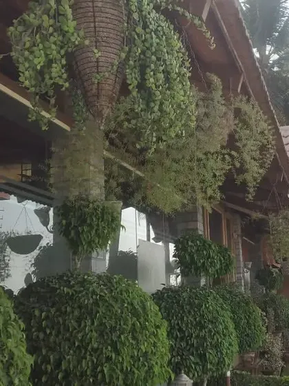 We handle complete exterior landscaping for commercial properties. This project involved installing large spherical topiaries, hanging baskets, and border plants to give the building a polished and welcoming look that attracts customers.