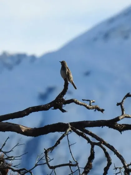 A bird perches on a bare branch against a backdrop of snowy mountains, capturing the stark beauty of the Himalayas in winter. Our tours embrace the unique atmosphere of every season.
