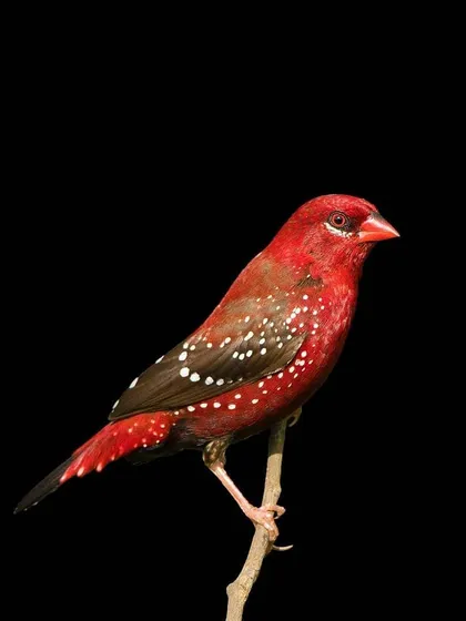 A vibrant Red Avadavat, also known as the Strawberry Finch, pops against a solid black background. This stunning bird portrait highlights the incredible color and detail found in nature.