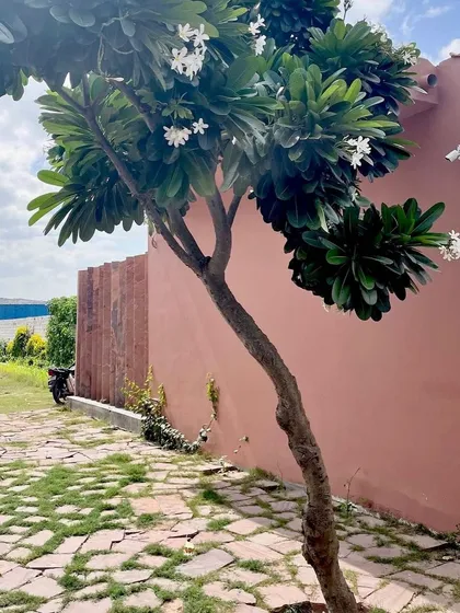 For this project in Jodhpur, I used local stone for the paving, laid out in an irregular pattern with grass growing in between. A flowering Plumeria tree stands against a pink-hued wall, a color characteristic of the region.