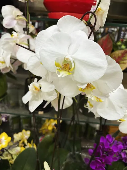 The classic elegance of a white Phalaenopsis orchid is timeless. These plants produce a cascade of beautiful blooms that can last for months with the right care.