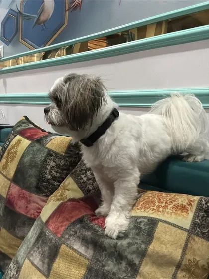 Koko exploring the furniture in his new home. He's full of curiosity after his big trip.