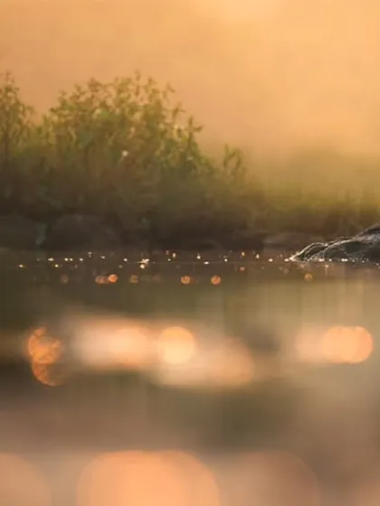 A cormorant preens on a rock, its dark body contrasting with the warm, misty background of the sunrise. The light and atmosphere are the true subjects of this photo.