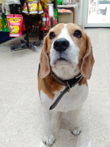 This adorable Beagle is waiting patiently for a treat. I love the curious and hopeful looks I get from my four-legged shoppers.