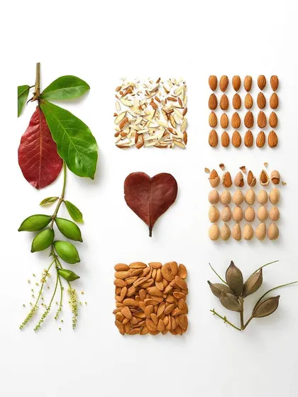 This image is a visual guide to the almond. By arranging each component in a grid, I can create a clean and artistic product shot that is both beautiful and informative.