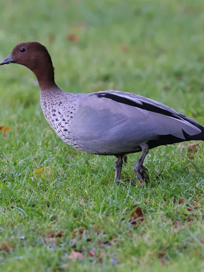 The Maned Duck, also known as the Australian Wood Duck, is a dabbling duck species endemic to Australia. This one was photographed walking on the grass in a park in Sydney.