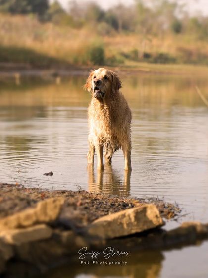 Sniff Stories - Pet Videography Paws, Splashes, and Muddy Noses photo 45