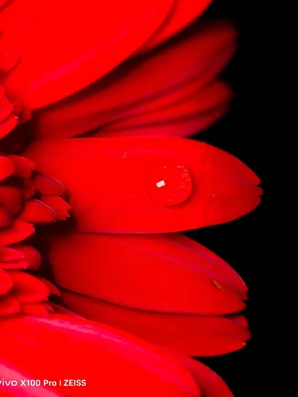 The vibrant red of this flower, captured for Vivo, showcases the camera's ability to handle rich, saturated colors without losing detail. It's a powerful image for demonstrating photographic quality.