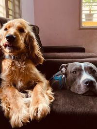 Pet Boarding & Daycare