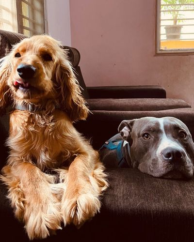 Pet Boarding & Daycare