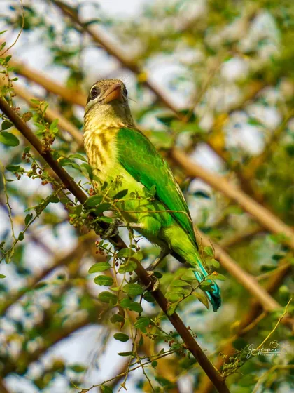 A White-cheeked Barbet looks curiously at the camera from its perch among the leaves.