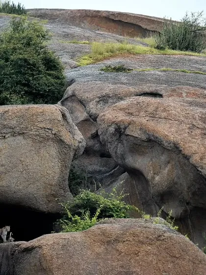 An even wider environmental shot, challenging you to spot the leopard in its rocky domain. This is what tracking in Jawai is all about.