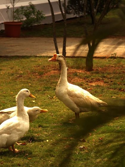 Our resident ducks and goose enjoying a summer day on the lawn. Our pet-friendly campus allows all beings to enjoy the tranquility and balance of nature.