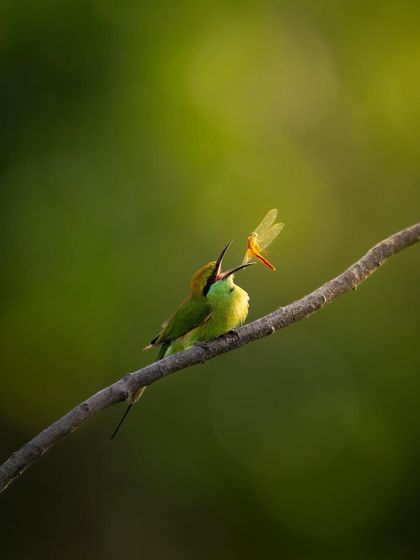 A green bee-eater feeding its mate a dragonfly, a classic courtship gift. I titled this "Nivala," which means a morsel of food.