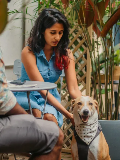 A happy visitor getting some love from a fellow guest. Our cafe is a great place for both humans and pets to socialize.