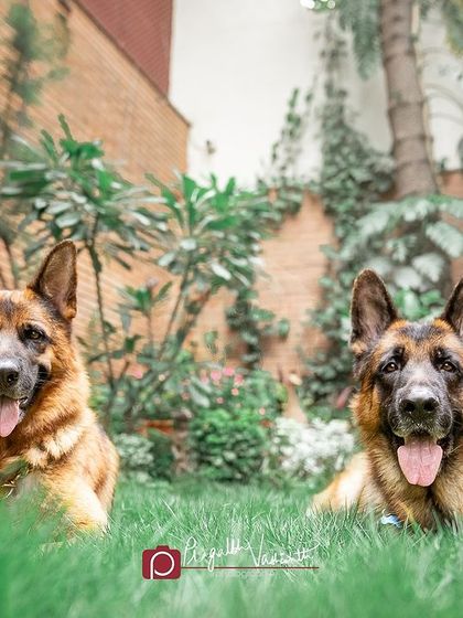 Pragalbh - Fine Art Pet Photography Outdoor Adventures photo 12