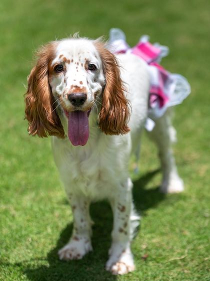 Anshiti - Pet Photography Paws & Props photo 5