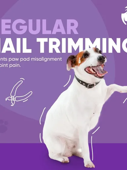 Safe nail trimming is crucial for your pet's health. I perform this service with care to prevent paw pad misalignment and joint pain, ensuring your pet stays comfortable on their feet.