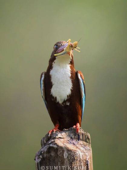 A White-throated Kingfisher with a grasshopper. This demonstrates their versatility as hunters, proving they are not just "king of fishers" but also adept at catching insects.