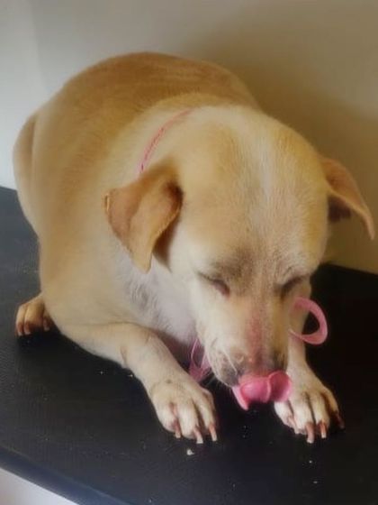 This shy but sweet Indie dog is enjoying a quiet moment after its grooming. We give every dog the time and space they need.