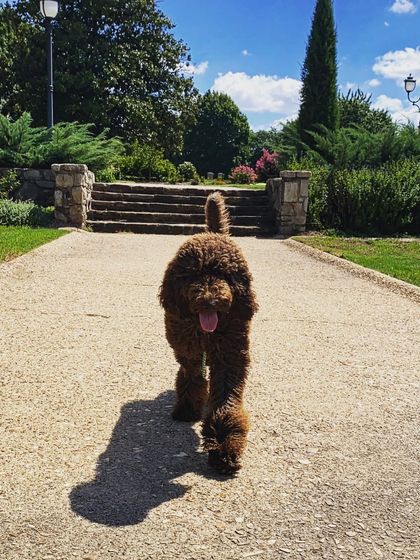 Tulsa Dog Trainer - Immersive Board & Train Programs Board & Train Graduates photo 134