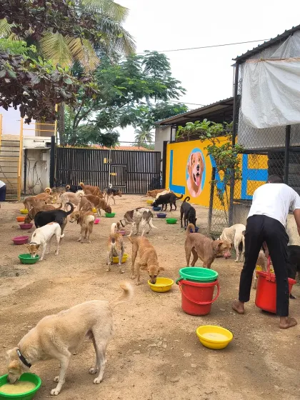 Our new logo, featuring the dog who started it all, Kavya, is now part of the sanctuary's landscape. The same love, with a new mark.
