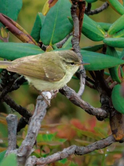 The Buff-barred Warbler, named for the pale buff-colored bars on its wings.
