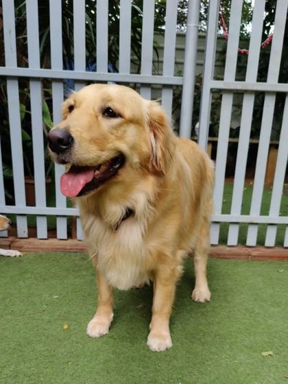 Becky's Bow Wow House - Dog Boarding (Overnight & Long-Term) Quiet Time & Cuddles photo 5