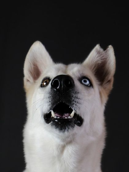 A striking portrait of Siya against a black background, which makes her unique, different-colored eyes stand out even more.