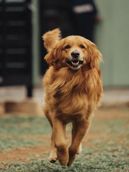 Look at that smile. This Golden Retriever running freely in our open space is a perfect example of my "no unhappy dogs" rule. They get plenty of room to stretch their legs and just be dogs.