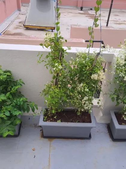 For this terrace, I used simple rectangular planters with trellises to support flowering creepers. This is an effective way to add height and a sense of enclosure to an open rooftop space.