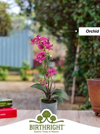 The Orchid is a symbol of exotic beauty and elegance. I source these stunning plants to bring a touch of luxury and sophistication to your home, making them a perfect gift or personal indulgence.