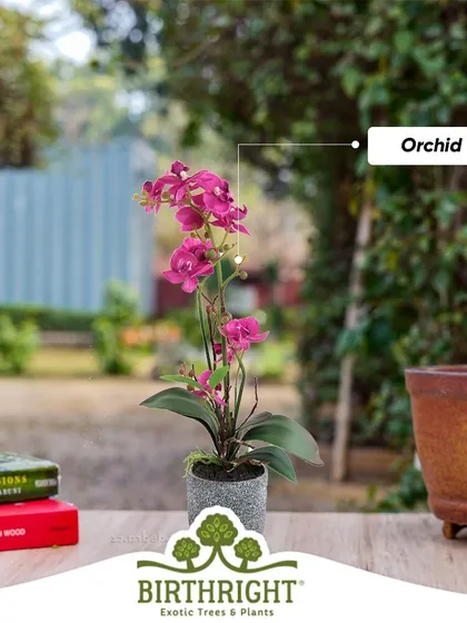 An elegant purple Orchid can turn any corner into a sophisticated display. Don't wait to add these beautiful bloomers to your collection.