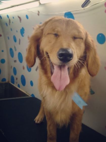 Say cheese! This Golden Retriever gives us the biggest, happiest smile.