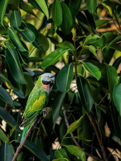 A Red-breasted Parakeet amidst dense green leaves. This image celebrates the vibrant life that finds a home in our planet's forests.