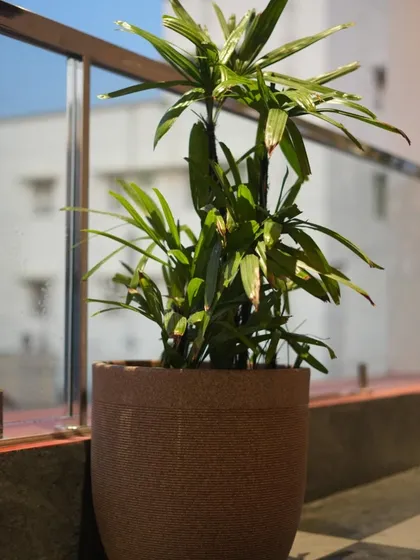 A single, elegant potted palm adds a touch of green and a natural element to this modern balcony with a glass railing.