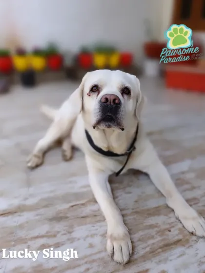 The wise and gentle face of Lucky Singh, a senior Labrador. I have a soft spot for older dogs and ensure they get extra comfortable care.
