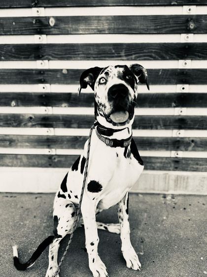 Tulsa Dog Trainer - Immersive Board & Train Programs Board & Train Graduates photo 92