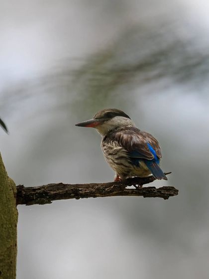 The Striped Kingfisher, a species found across Sub-Saharan Africa. While less colorful than some of its relatives, its subtle patterns and metallic blue tail are beautiful up close.